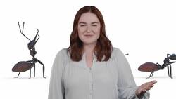 Exploring the World of Ants: Strength, Society, and Survival Instructional Video