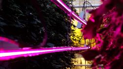 Could indoor farming help address future food shortages? News Clip