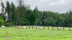 Przewalski's horse: Subspecies returned to wilds after near extinction News Clip