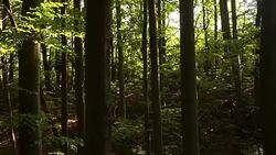Beech forest. Panorama from bottom to top Stock Footage