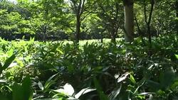 Wilderness And Unspoiled Nature At The Shiretoko National Park In Hokkaido, Japan Stock Footage