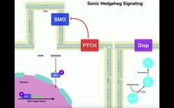 Biosignaling - Sonic Hedgehog (Shh) Signaling Pathway Instructional Video