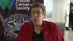 Peru hosts conference to halt animal trafficking News Clip