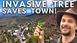Invasive Tree Rescues Arizona Town! Instructional Video