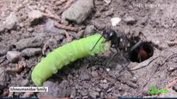 Wasp Nests and Bee Hives Instructional Video