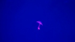 Close-up Jellyfish, Medusa in fish tank with neon light. Stock Footage