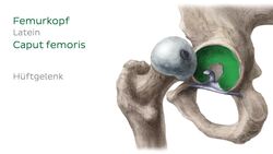 Femur Instructional Video