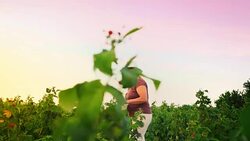 An elderly woman collects raspberries at sunset. Organic food. Stock Footage