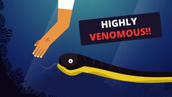 Sea Snake Bite Emergency: How the Venom affects humans? & How to treat? Instructional Video