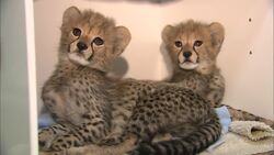 It’s Tough to Keep Up With Older Brothers, Even With Cheetahs Instructional Video