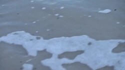 CLEAN : Battle to save Panama turtle, victim of aphrodisiac superstition News Clip