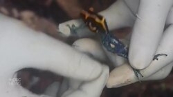 Scientist creates tiny 'frog pants' to track amphibian navigation News Clip