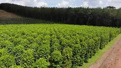 Thailand,Chanthaburi The garden is famous pepper. Pepper plantations of different varieties are found in many places of the Thailand. Black pepper is exported to many countries of the World. Stock Footage