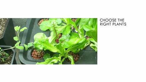 Introduction to Organic Gardening