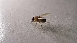 Fly Moving Stock Footage