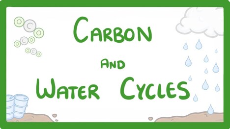 GCSE Biology - What is the Carbon Cycle? What is the Water Cycle? Cycles Explained #88