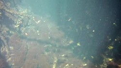 Underwater at Cenote in the Yucatán Peninsula, Mexico Stock Footage