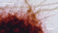 The Secret Things Living in Your Aquarium Instructional Video