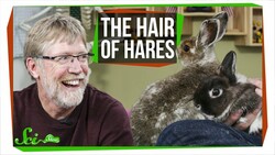 Hare Hair & Fuzzy Bunnies | SciShow Talk Show Instructional Video