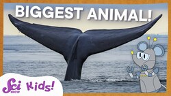 Blue Whales: The Biggest Animal EVER! | SciShow Kids Instructional Video
