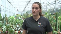 How these illegal, endangered cacti ended up at Montreal’s Botanical Garden News Clip