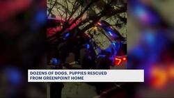 Greenpoint man faces animal abuses charges after 23 dogs covered in feces recovered from home News Clip