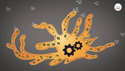 Are Zebras Black with White Stripes or White with Black Stripes? Instructional Video