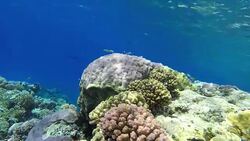 Ocean. Underwater life in the ocean. Colorful corals and fish. Stock Footage