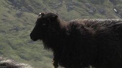 CLEAN : STOCKSHOTS of the Faroe Islands set to close for a weekend in 2020 to protect environment News Clip