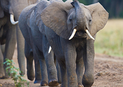 Elephants Instructional Video