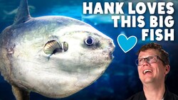 Mola Mola Are Breaking World Records Instructional Video