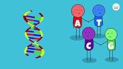 What is DNA and How Does it Work? Instructional Video