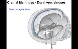 Introduction to skull, meninges, ventricular system and brain Instructional Video
