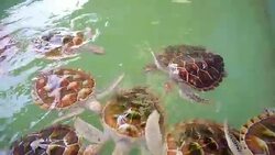Green sea turtle Sea turtle thailand Stock Footage
