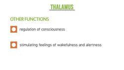 The Role of the Thalamus and Hypothalamus in the Nervous System Instructional Video