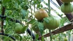 Tomatoes in the greenhouse. Stock Footage
