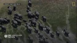 Pop quiz: which animals are related to elephants? News Clip