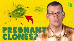 The Weird Way Aphids Reproduce Instructional Video