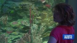 Interactive life exhibit allows kids to learn about animals that live in the rainforest News Clip