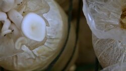 Mushrooms growing in greenhouse Stock Footage