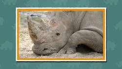 I WONDER - What Is A Rhino Horn Made From? Me Pregunto - De Qué Está Hecho El Cuerno De Rinoceronte? Instructional Video