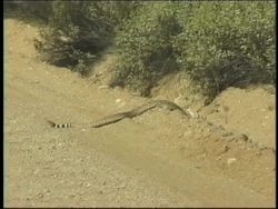 Exploring Desert Reptiles and Invertebrates Instructional Video