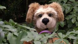 Animal Alphabet: R is for Rhinoceros Beetle Instructional Video