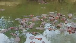 herd of hippos in mara river at africa Stock Footage