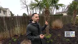 Garden Guide: Five cold and hardy palm trees News Clip