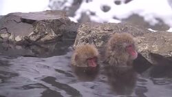 Japanese macaque or snow Japanese monkey with onsen at snow monkey park or Jigokudani Yaen-Koen in Nagano, Japan during the winter season Stock Footage