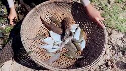Close-up on fishers sorting fish catch out from aquatic plants in a fishing net and keeping it in a bamboo basket Stock Footage