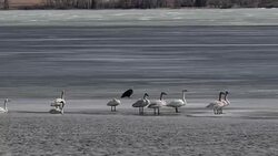 Trumpeter Swans and Bald Eagle Stock Footage