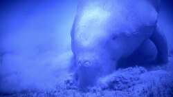 What is a Dugong and Why Are They Endangered? Instructional Video