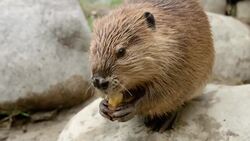 Shiloh the Baby Beaver Who Almost Didn't Survive is All Grown Up Instructional Video